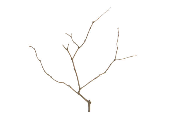 istock tree branch without leaves isolated on white background 1291541116