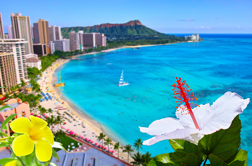 White hibircus and yellow allamanda flowers in the foreground, Waikiki beach landscape in the background