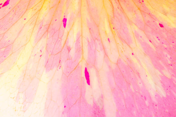 Trendy background color ultra violet rose flower with water drops concept of the year. Ultraviolet abstract backdrop.