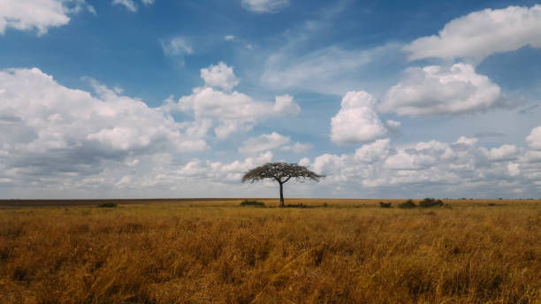 istock Acacia Tree Around Serengeti 1291541266