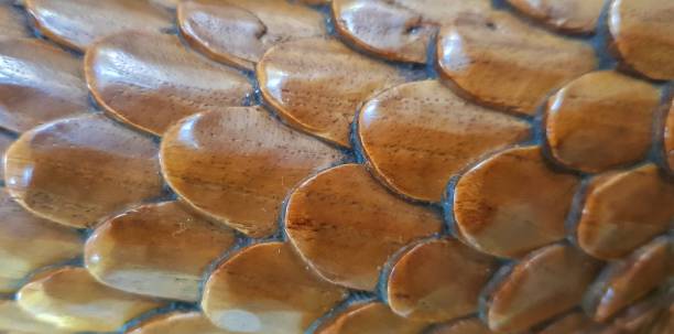 istock wooden scales 1291541625