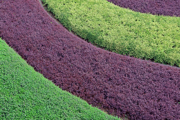 padrão de curva de arbustos ornamentais roxos e verdes no jardim para fundo abstrato - flowerbed aerial - fotografias e filmes do acervo
