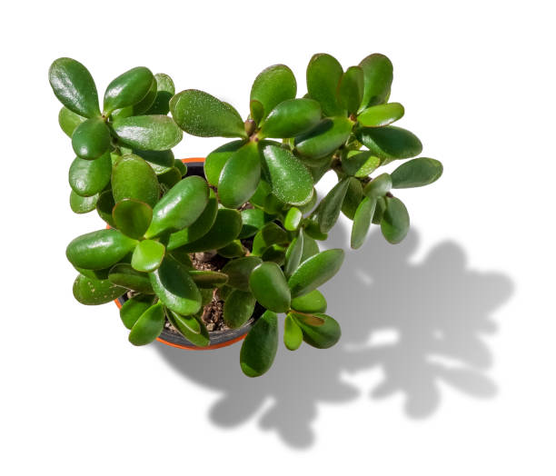 istock Crassula ovata isolated on white background. Top view 1291543571
