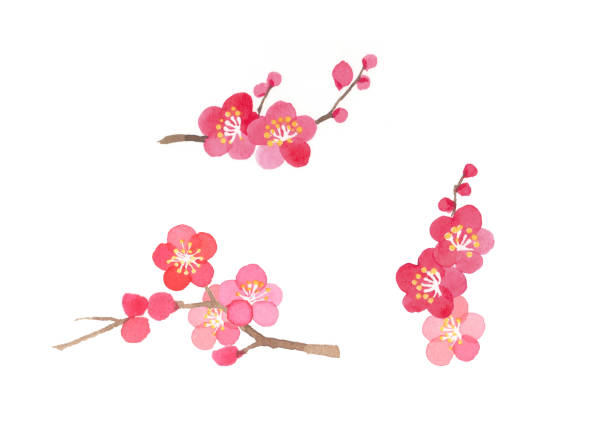 istock Japanese plum tree watercolor illustration on white background 1291544850