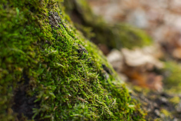 istock The texture of moss on a tree close-up. Natural green background. 1291544878