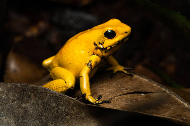 istock Golden poison frog 1291544948