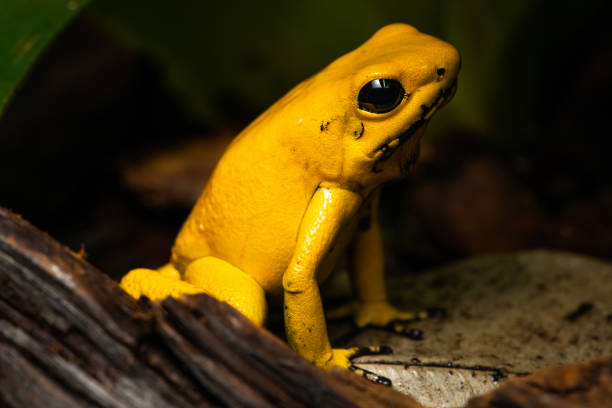 istock Golden poison frog 1291545635