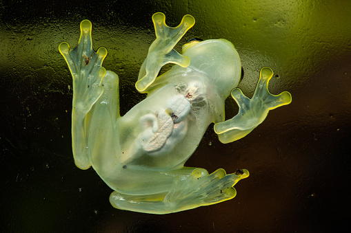 Glass frog sitting on glass