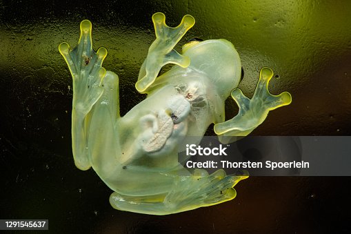 380+ Glass Frog Stock Photos, Pictures & Royalty-Free Images - iStock