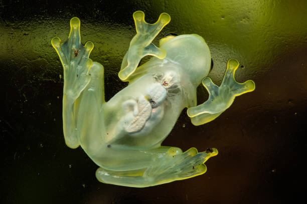 Glass frog Glass frog sitting on glass tree frog photos stock pictures, royalty-free photos & images