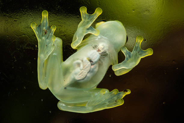 Glass frog Glass frog sitting on glass glass frog stock pictures, royalty-free photos & images