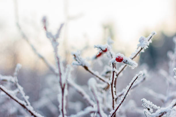 istock Hoarfrost gooseberries on bush 1291549419