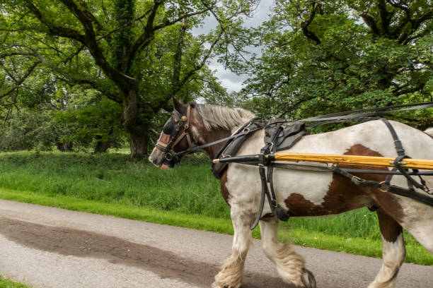istock Jaunting car in Killarney National Park 1291549979