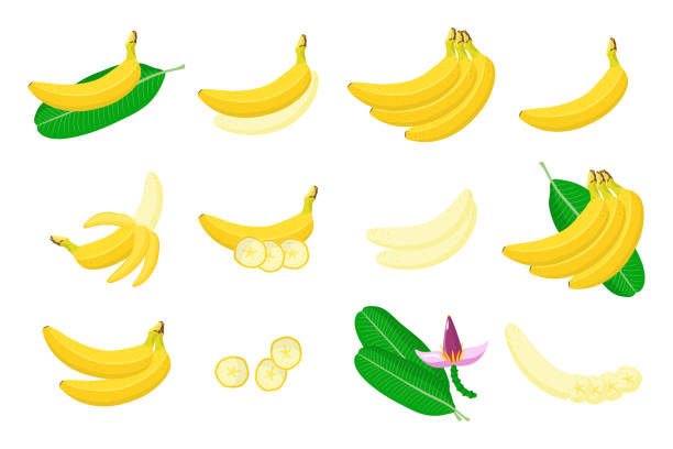 164 Cartoon Banana Tree With Bananas Illustrations & Clip Art - iStock 164 Cartoon Banana Tree With Bananas Illustrations & Clip Art - iStock