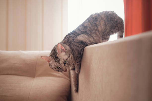 istock a funny gray cat rests on the sofa on a sunny day 1291554053