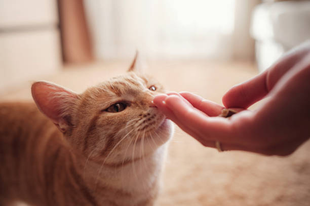 woman is feeding cat, cat eats from female hands stock photo
