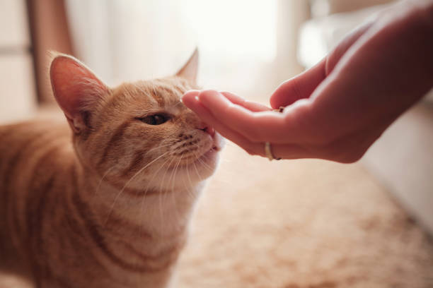 A domestic gray tabby cat being fed with a paste or supplement from a tube by its owner. Reflects themes of pet care, health, and bonding.