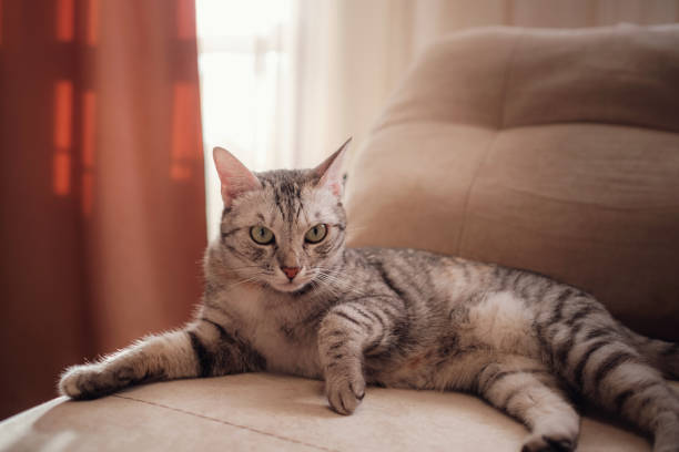 istock a funny gray cat rests on the sofa on a sunny day 1291554918