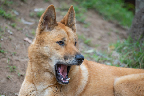 istock Portrait of a lying dingo yawning 1291555021