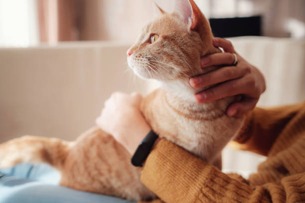 istock Young woman resting with pet in sofa at home. 1291555031