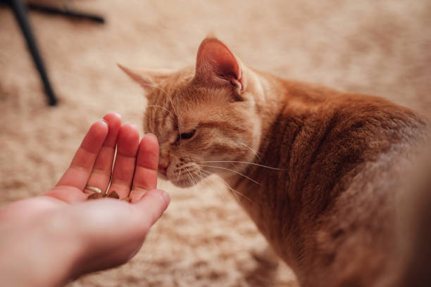 istock woman is feeding cat, cat eats from female hands 1291555139