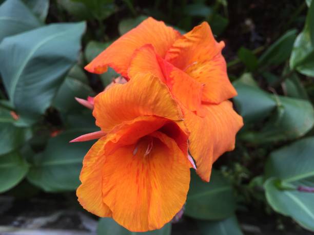 istock focus on beautiful orange flower 1291556243