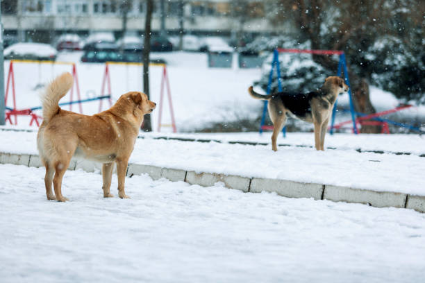 istock Homeless dogs on the white snow. 1291557069