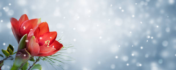 fleurs rouges d’amaryllis au bord d’un fond neigeux abstrait vide, concept de saison de vacances de noël avec l’espace de copie - amaryllis photos et images de collection
