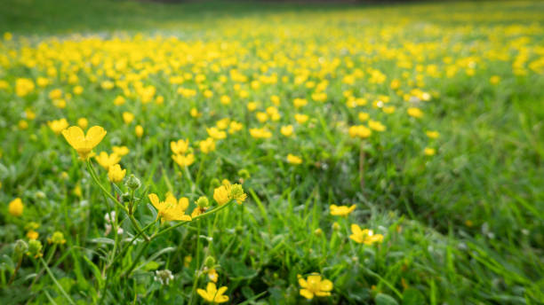 istock Wild yellow flowers among lush green grass with blurred background 1291559607