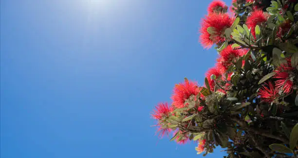 Pohutukawa tree in full bloom against the clear blue sky with sunrays at the top