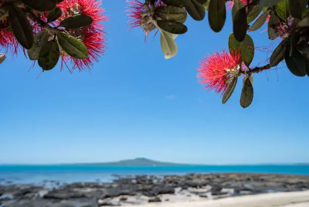 Photo of The Pohutukawa tree in full bloom with blurred Rangitoto Island in the background at Takapuna beach