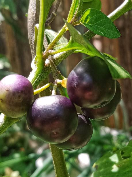 Solanum nigrum In Indonesia, this called leunca or ranti solanum nigrum stock pictures, royalty-free photos & images