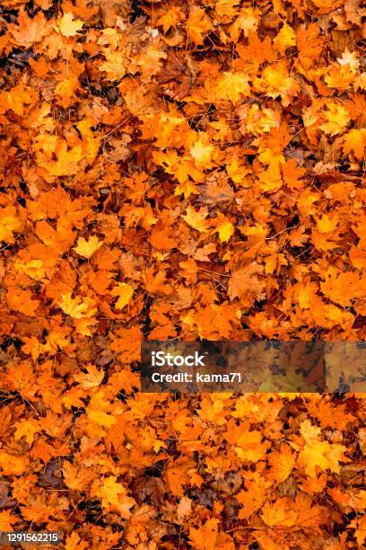Colorful Seasonal Autumn Background Pattern Carpet Of Fallen Forest Leaves Stock Photo - Download Image Now