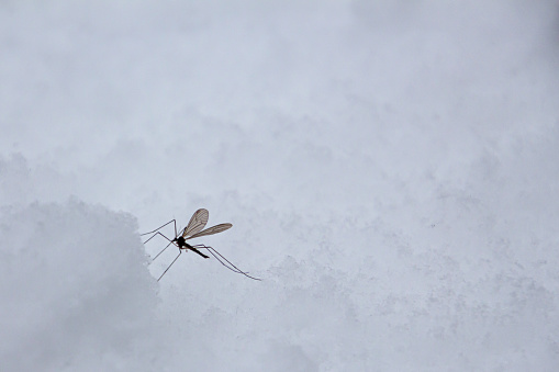 Mosquito sitting in the snow