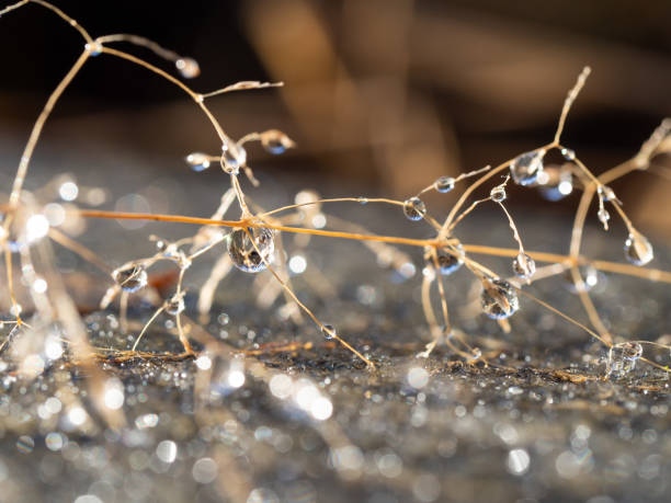 istock Water drops on frozen plant in winter 1291567111
