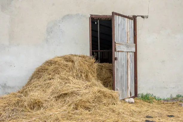 a hayloft full of hay. harvesting hay for livestock