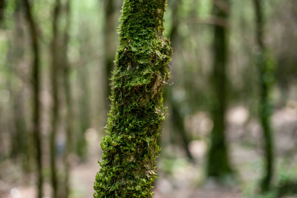 istock moss on the bark of trees in the forest 1291569594