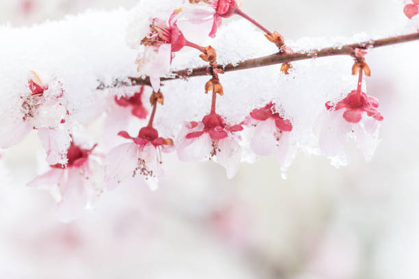 istock The plum blossom covered with snow and ice 1291570430