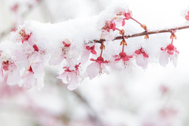 istock The plum blossom covered with snow and ice 1291570631