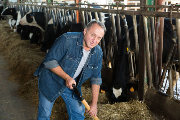 istock Male farmer who is feeding beasts 1291571221