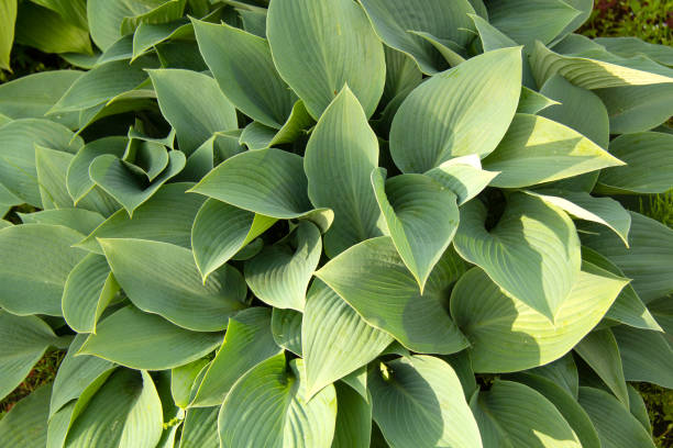 istock A large bush of blue hosts with sharp leaves. Can be used as a background 1291572618