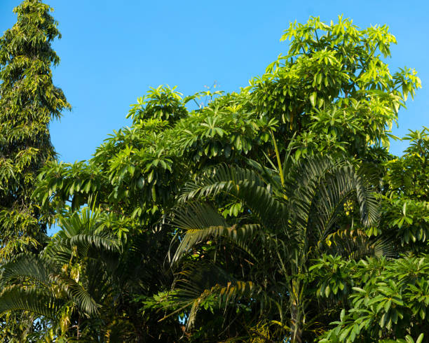 istock Mix of tropical trees in Thailand 1291573601