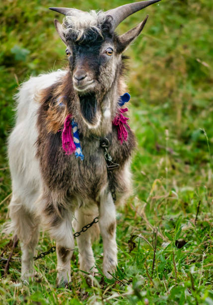 Nice portrait of local star