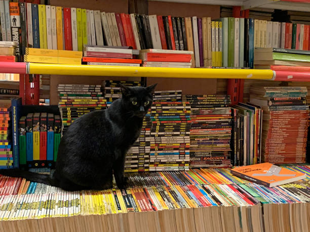 gato negro en la libreria acqua alta, librería high tide en venecia, italia - acqua alta fotografías e imágenes de stock