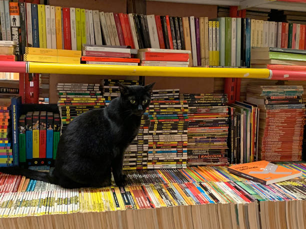 czarny kot w libreria acqua alta, księgarnia high tide w wenecji, włochy - acqua alta zdjęcia i obrazy z banku zdjęć