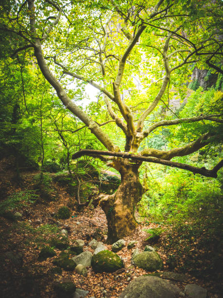 istock Old tree in the forest around meteora monasteries 1291574674