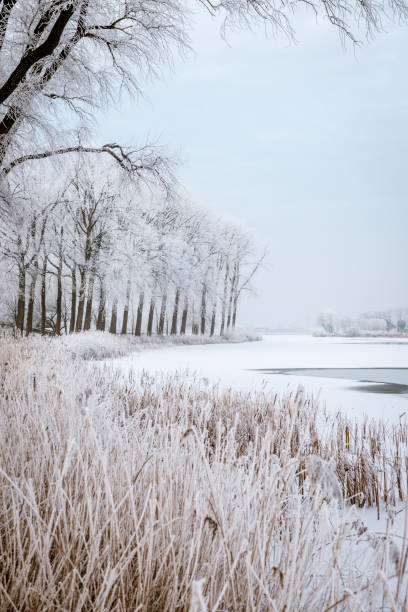 Frosty winter landscape with frozen trees during a beautiful day Frosty winter landscape during a beautiful winter day in the IJsseldelta region in Overijssel, The Netherlands. A row of frozen trees is vanishing in the distance. ijssel photos stock pictures, royalty-free photos & images
