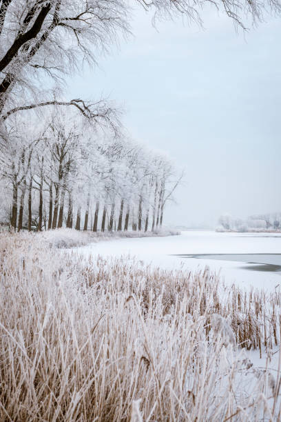 frosty winter landscape with frozen trees during a beautiful day - winter snow landscape field imagens e fotografias de stock