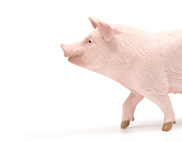 istock Pig Close-up on White Background 1291577317