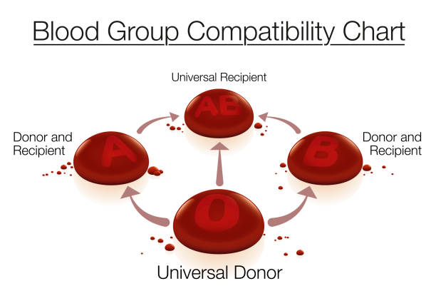 30+ Blood Type Compatibility Stock Illustrations, Royalty-Free